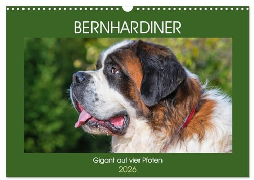 Bernhardiner - Gigant auf vier Pfoten (Wandkalender 2026 DIN A3 quer), CALVENDO Monatskalender: 13 hinreißende Bilder dieser imposanten Hunderasse begleiten uns durch das Jahr (CALVENDO Tiere)
