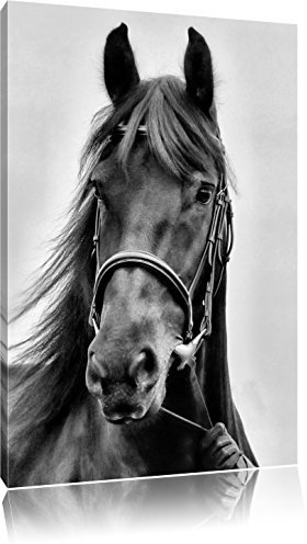 Pixxprint Monocrome, braunes Pferd, Größe: 60x40cm, Leinwandbild, fertig gespannt, Wandbild, Dekoration, Kunstdruck, kein Poster