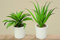 Dapo 2 x Agave im weissen Topf Kunstpflanze Dekoration Pflanze Dekopflanze Geschenk