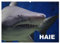 Haie (Wandkalender 2025 DIN A2 quer), CALVENDO Monatskalender