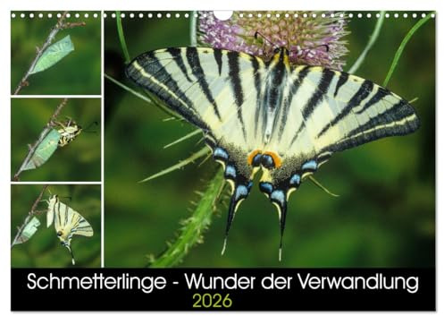 Schmetterlinge - Wunder der Verwandlung (Wandkalender 2026 DIN A3 quer), CALVENDO Monatskalender: Einheimische Schmetterlinge und die Faszination ihrer Metamorphose. (CALVENDO Tiere)
