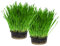 Cat FurNature - Cat Grass Kit x 2 (Grow your own)