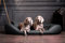 tierlando® Orthopädisches Hundebett Sammy | Pflegeleichtes Kunstleder | Dicke Umrandung | L - XXXXL Hundesofa (Graphit Grau Gr. L 100 cm