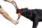 Dingo Gear Baumwolle-Nylon Beißwurst für Hundetraining IGP IPO Obiedence Schutzhund Hundesport 28 x 7 cm, 2 Griffen Orange S00083
