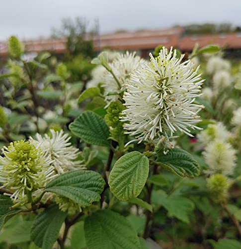 Großer Federbuschstrauch, Fothergilla major, mehrtriebiger Strauch, 40-60cm im 4L Topf