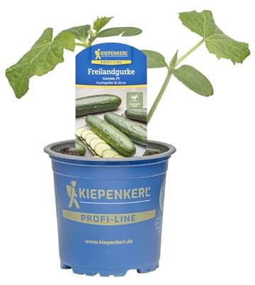 Kiepenkerl Freilandgurke Corinto Cucumis sativus F1 bitterfrei resistent 10,5cm Topf 5er Set 5 Pflanzen