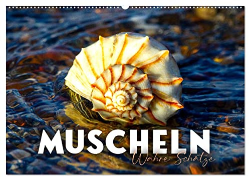 Muscheln - Wahre Schätze (Wandkalender 2026 DIN A2 quer), CALVENDO Monatskalender: Harte Schale aber ein weicher Kern. (CALVENDO Orte)