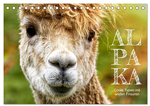 Alpaka, coole Typen mit wilden Frisuren (Tischkalender 2026 DIN A5 quer), CALVENDO Monatskalender: Kuscheltiere auf der Weide (CALVENDO Tiere)