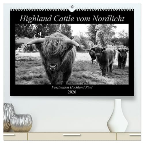 Highland Cattle vom Nordlicht - Faszination Hochland Rind (hochwertiger Premium Wandkalender 2026 DIN A2 quer), Kunstdruck in Hochglanz: ... in das Leben einer Herde (CALVENDO Tiere)