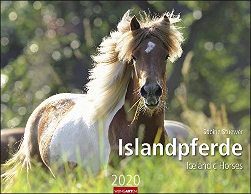 Islandpferde - Kalender 2020 - Weingarten-Verlag - Sabine Stuewer - Wandkalender - 44 cm x 34 cm