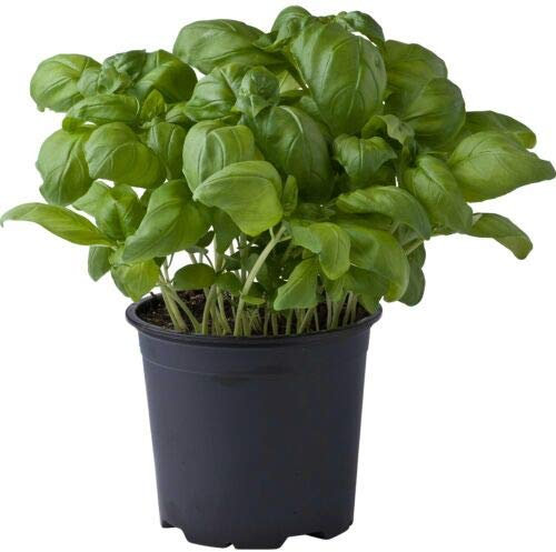 Basilico genovese Ocimum basilicum pianta aromatica in vaso ø14 cm Vivaio di Castelletto