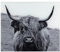 WENKO Glasrückwand Highland Cattle, Spritzschutz für Herd oder Spüle, Wandblende mit Rind-Motiv, Gehärtetes Glas, 60 x 50 cm, grau
