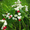 30 semillas de Clerodendrum plantas de cobertura de suelo resistente flor pradera perenne resistente resistente plantas perennes plantas de jardín regalos resistentes para los amantes del ja