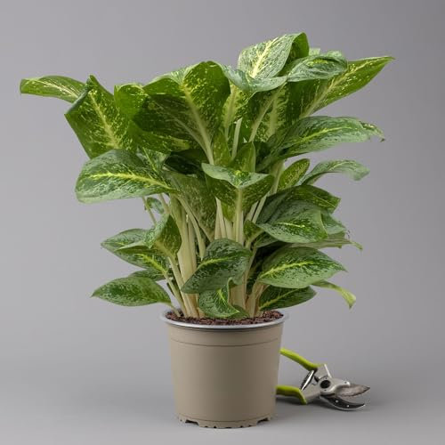 Aglaonema 'Lemon Mint', Topf-Ø 19 cm, Höhe ca. 45 cm