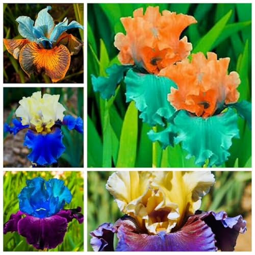 Flores Dobles Perennes,Bulbos OtoñO Iris,Iris Bulbos,Iris Germanica Bulbos,Bulbos De Flor Iris,Iris Flores,Iris Hollandica,Iris Japonica,Iris Reticulata,Iris Versicolor-4bulbos-C