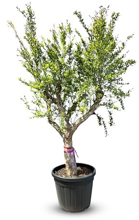 Sunny Tree - Granatapfelbaum, 240 cm, Winterhart, Punica Granatum, Größe XL - 40 Jahre alt
