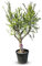 Sunny Tree - Granatapfelbaum, 240 cm, Winterhart, Punica Granatum, Größe XL - 40 Jahre alt