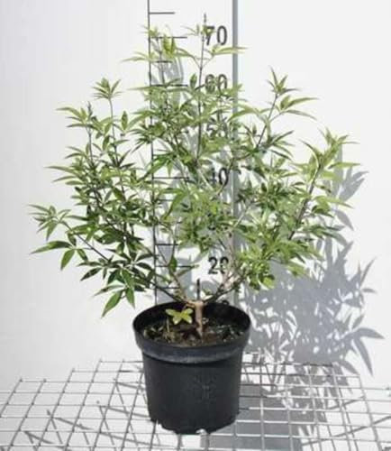 Vitex agnus-castus - Mönchspfeffer 30-40 cm - Container