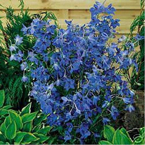 Delphinium- (Delphinium Cultorum) Farfalla Blu - 50 semi:Seeds Only