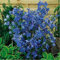 Delphinium- (Delphinium Cultorum) Farfalla Blu - 50 semi:Seeds Only