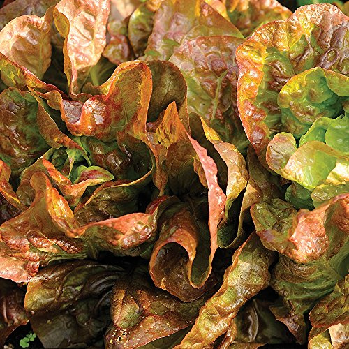 Burpee Four Seasons Lettuce Seeds 500 seeds