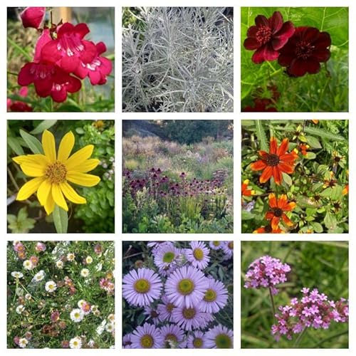 Park Farm Plants 12 x Mixed Varieties Hardy Garden Plug Plant Collection |Garden Starter Pack of herbaceous perennials
