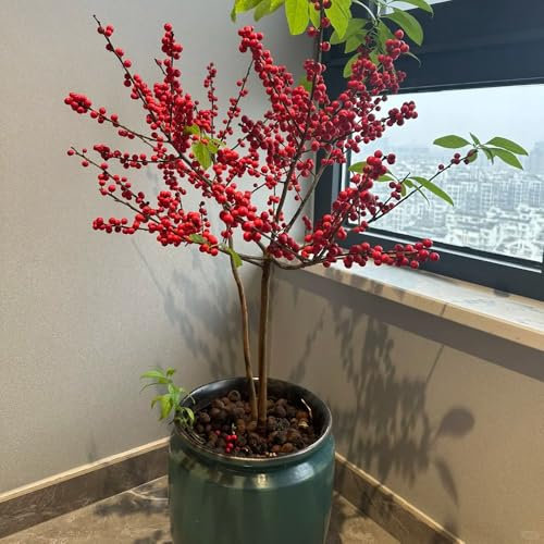 20 pz Semi di agrifoglio resistenti, semi di piante d'appartamento esotiche semi di alberi Agrifoglio, pianta di leccio, Letto da balcone, piante resistenti semi biologici di albero