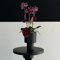 100 pcs Samen-orchideen schnittblumen samen，garten geschenk einfach zu Pflanzen garten pflanzen，deko garten pflanzensamen，blumensamen mehrjährig winterhart flowers，winterharte kübelpflanzen