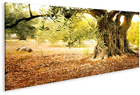 islandburner Bild auf Leinwand Alter Olivenbaum In Der Sonne Bilder Wandbilder Poster