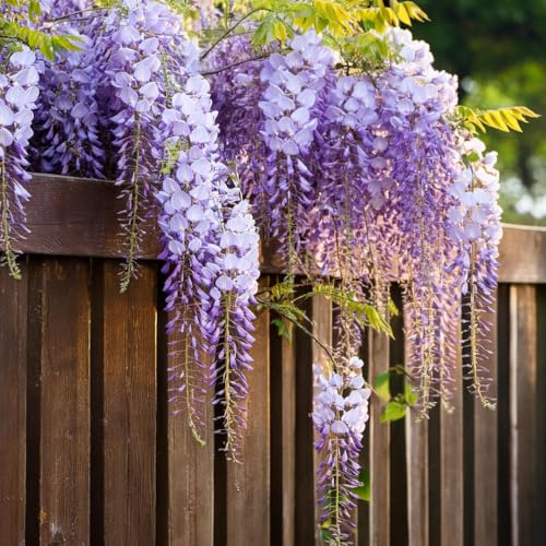3 piante di Glicine Wisteria pianta rampicante in vaso con canna 80/100 cm Vivaio di Castelletto