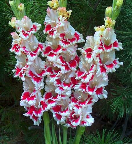 Bulbos De Gladiolos,Muchas Flores, Plantas Perennes Resistentes Al FríO,Gladiolos,Plantadas En Todas Las Estaciones, DecoracióN De Jardines.-5bulbos-C