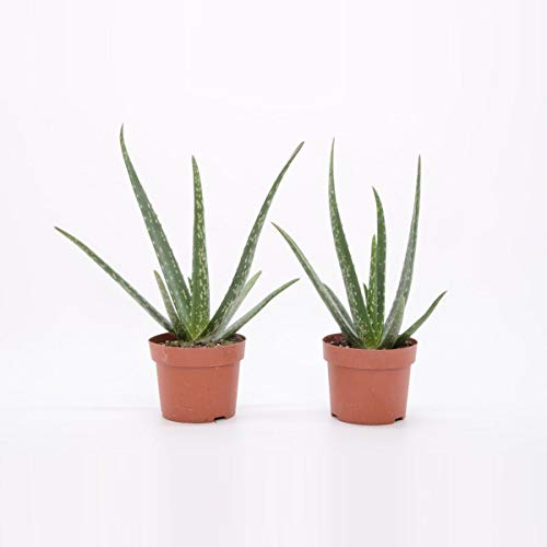 Aloe Vera Pflanze 25 cm – Echter Aloe Vera – Pflegeleichte Sukkulente, Luftreinigende Zimmerpflanze für Zuhause & Büro