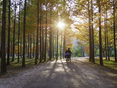 adrium Poster-Bild 70 x 50 cm: Herbst von Nami Island bei Sunset Südkorea.(104489307)