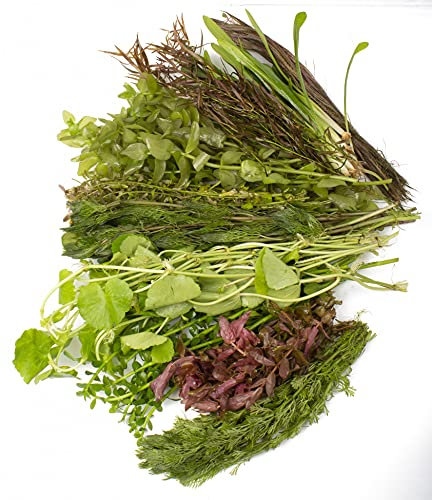 Lincolnshire Pond Plants Ltd - Loose Live Aquarium Plants - Aquatic Plants for Your Fish Tank - 100 Loose