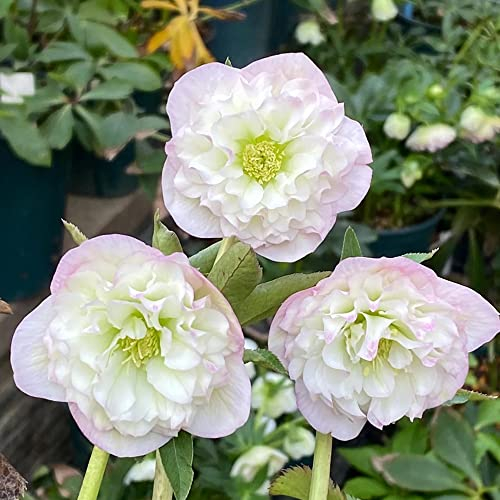 Christrosen Pflanzen Winterhart(Helleborus Thibetanus) Blumensamen Nachhaltige Geschenke Bonsai Samen Zimmerpflanzen Bodendecker-50stüCk(Rosa Weiß)