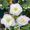 Christrosen Pflanzen Winterhart(Helleborus Thibetanus) Blumensamen Nachhaltige Geschenke Bonsai Samen Zimmerpflanzen Bodendecker-50stüCk(Rosa Weiß)