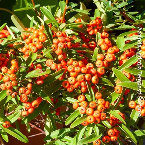 Pyracantha Navaho, 4 piante alte 10/20 cm, vaso Ø13 cm