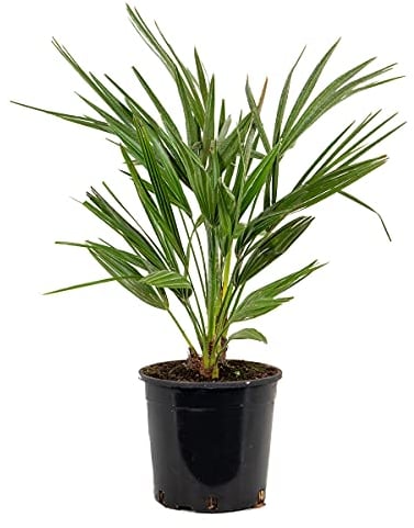 Chamaerops Humilis – Palma nana europea – Palma – Pianta rustica - ⌀19 cm - 60-70 cm