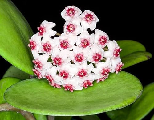 POWERS TO FLOWERS - HOYA OBOVATA, HOYA FIORE DI CERA BIANCO/ROSATO, VASO 12 CM, pianta vera