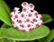 POWERS TO FLOWERS - HOYA OBOVATA, HOYA FIORE DI CERA BIANCO/ROSATO, VASO 12 CM, pianta vera