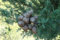 Cupressus lusitanica MESSICANI Semi Cipresso!