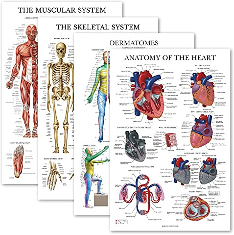 Palace Learning 4er-Pack – Anatomisches Poster-Set – laminiert – Muskulatur, Skelett, Dermatome, Herzanatomie – Anatomie-Diagramm-Set (laminiert, 45,7 x 61 cm)
