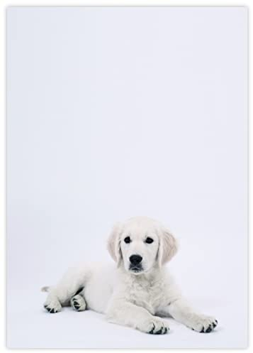 DIN A4 Hundemotive Briefpapier mit Hund - Papier Hunde - 20 Blatt - Motiv Nr. 150 | 80g/m²