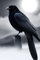 Your Journal, Your Way: Crow Fence Post