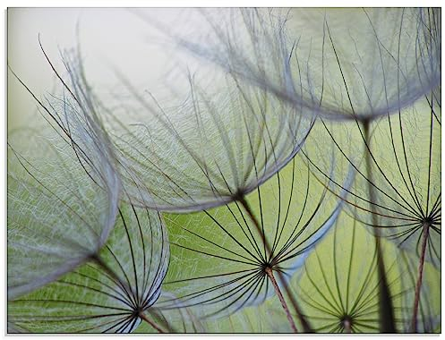ARTland Wanddeko Glasbilder Wandbild Glas Bild einteilig 60 x 45 cm Botanik Blumen Pusteblume Foto Grün D1KE Pusteblumen-Samen