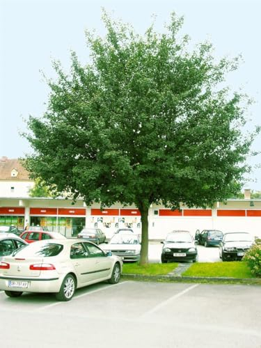 Acer campestre 'Elsrijk', Feldahorn, kompakte Krone, gelbe Herbstfärbung, ideal für Straßen und Parks, robust und pflegeleicht