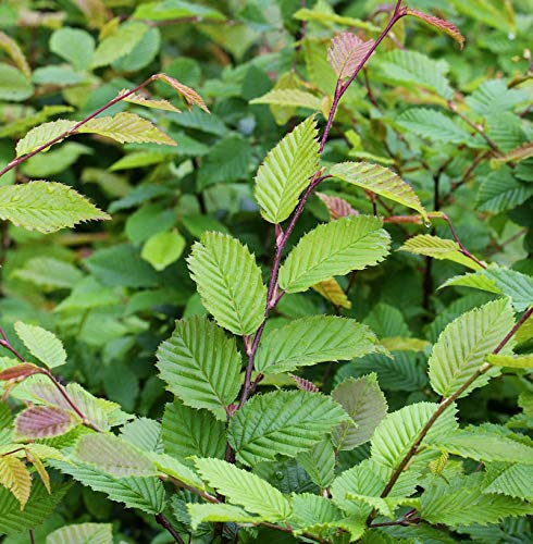 Hainbuche Weißbuche 60-80cm - Carpinus betulus
