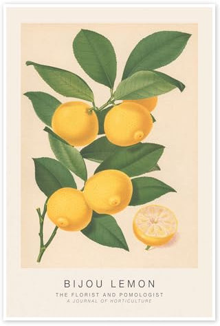 The Florist and Pomologist - Bijou Lemon Poster von Walter Hood Fitch 60 x 90 cm Gelb Wandbilder Wanddeko