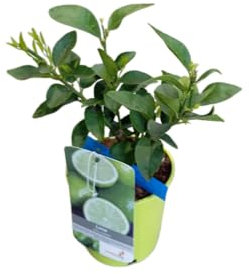 Árbol de Lima Grande Frutal Natural en Maceta de 17cm con Cítricos Aromáticos