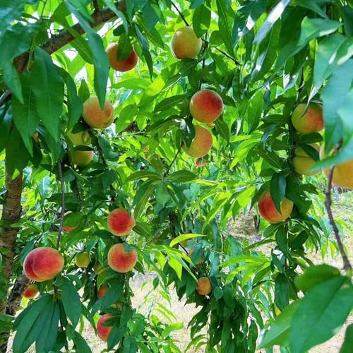 8 pcs pfirsichbaum samen - säulenobstbäume hochbeet balkon exotische samen,Prunus persica,pfirsich bonsai bäumchen kaufen winterfeste pflanzen für balkon obst frisch gartenarbeit